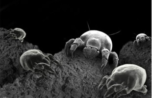 Dust Mites Treatment Is Crucial In Preventing Allergies